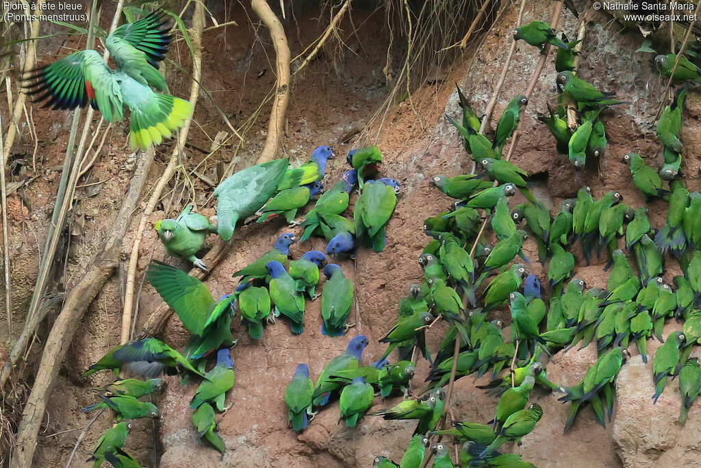 Pione à tête bleue