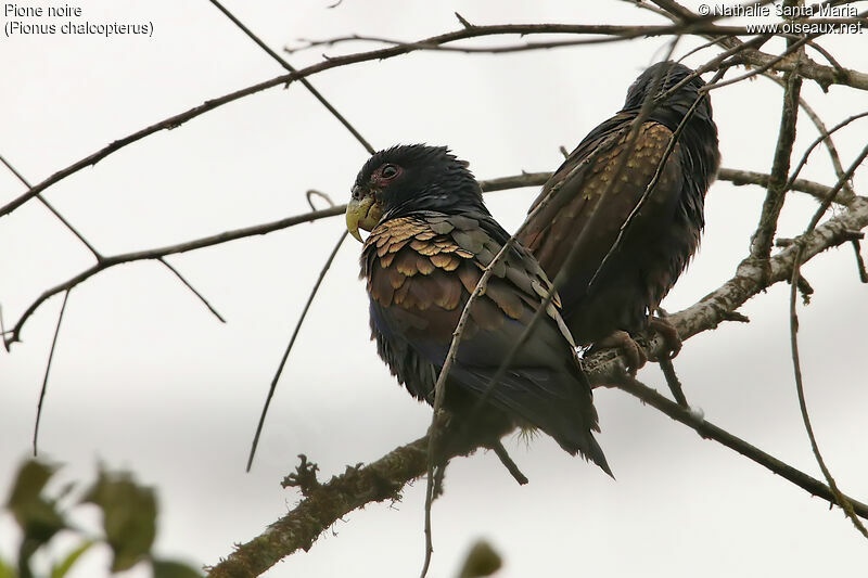 Pione noire, identification