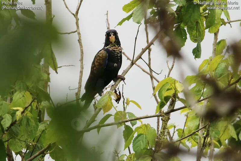 Bronze-winged Parrotadult, identification