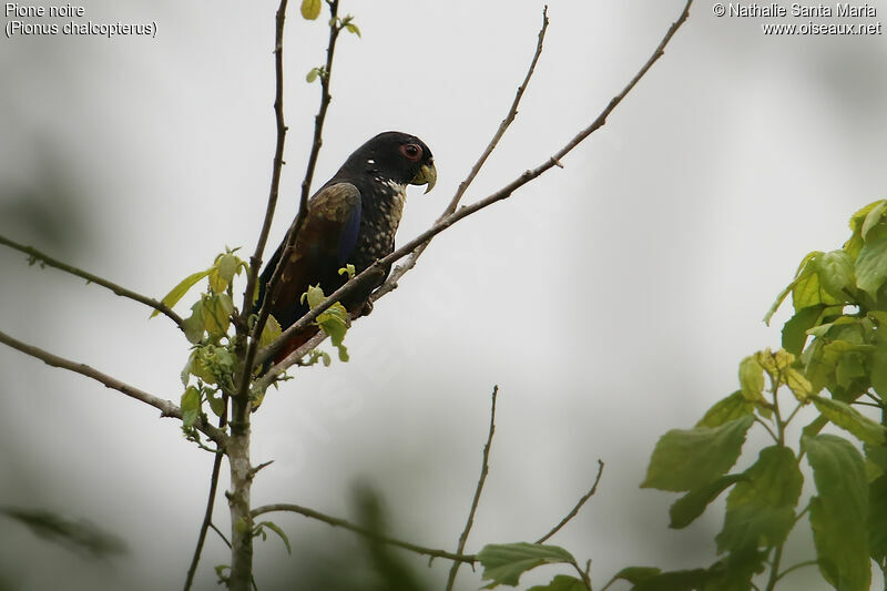 Pione noireadulte, identification