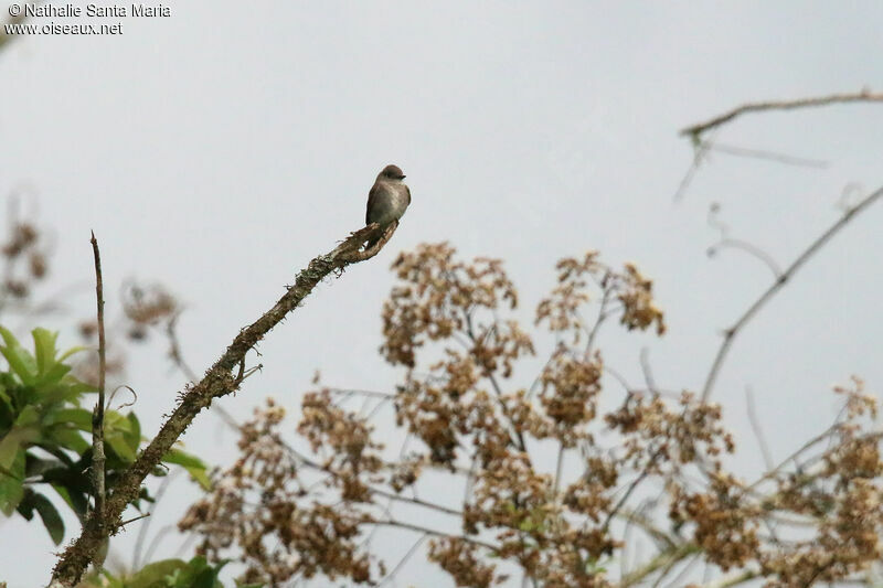 Western Wood Peweeadult, habitat