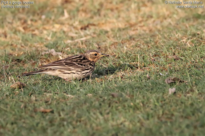 Pipit à gorge rousseadulte, identification, habitat, mange