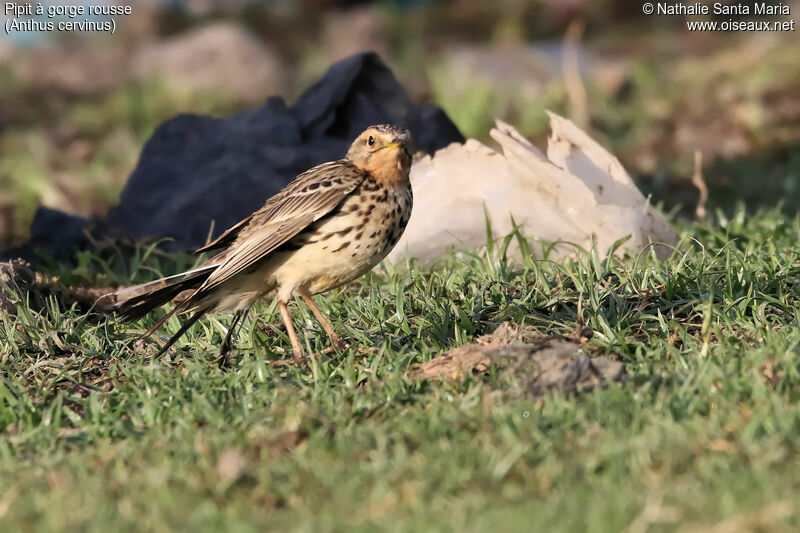 Pipit à gorge rousseadulte, identification, habitat