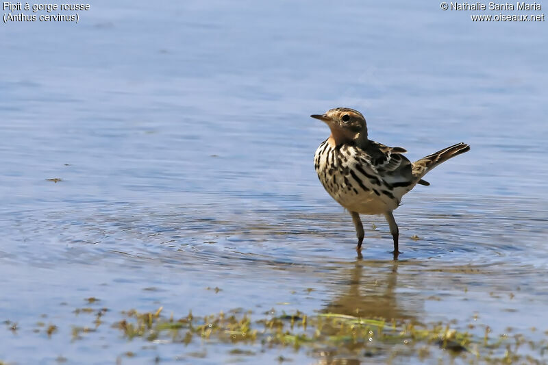 Red-throated Pipitadult, identification, habitat