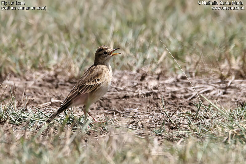 African Pipitadult, identification, habitat