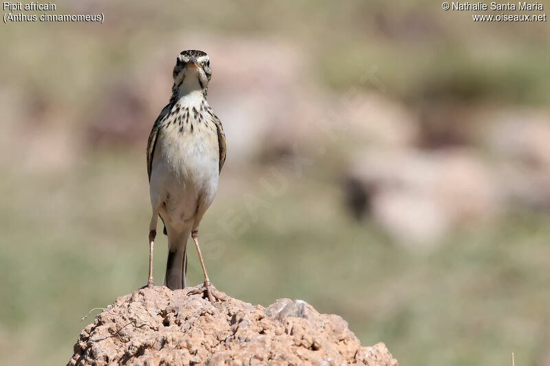 Pipit africainadulte, identification, habitat