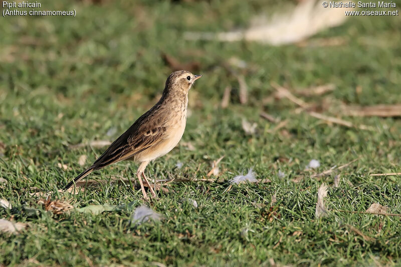 African Pipitadult, identification, habitat