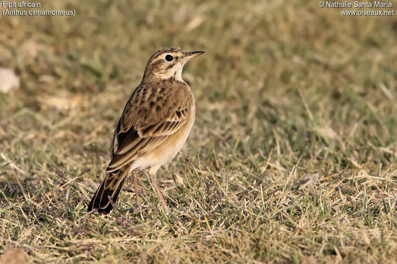 Pipit africainadulte, identification, habitat