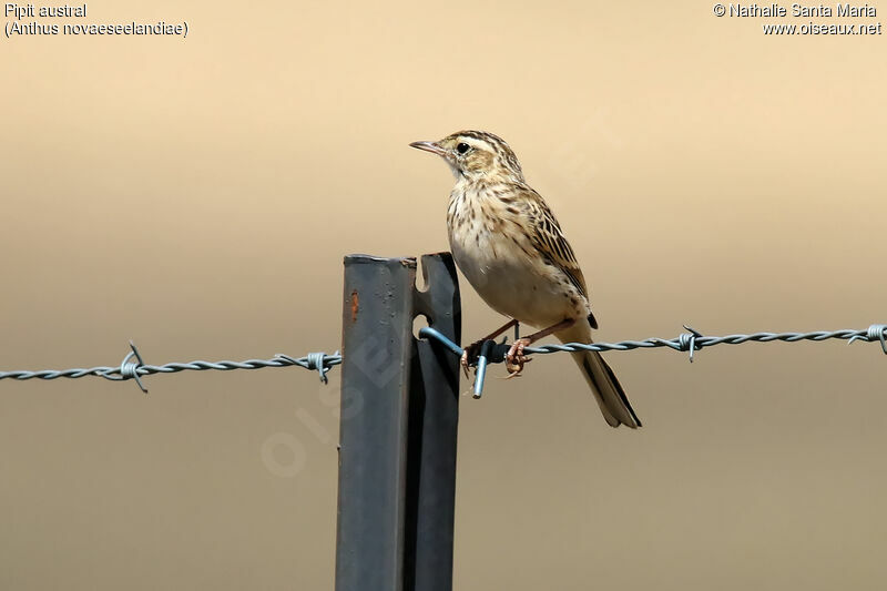 Pipit australadulte, identification