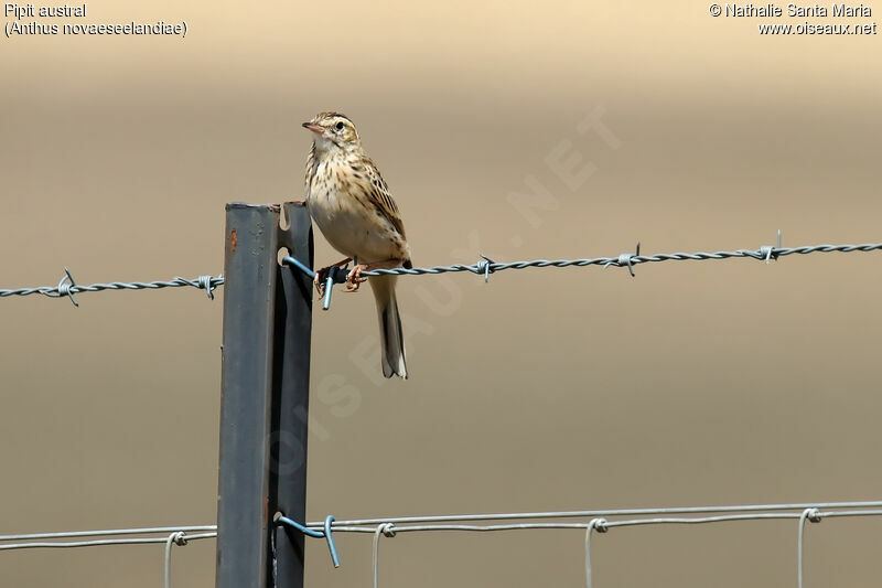 New Zealand Pipitadult, identification