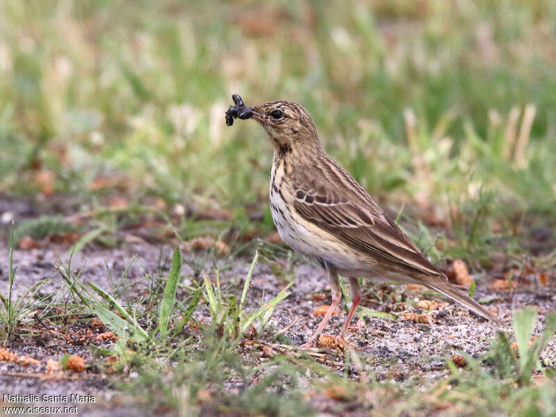 Tree Pipitadult, identification, walking, feeding habits, Reproduction-nesting