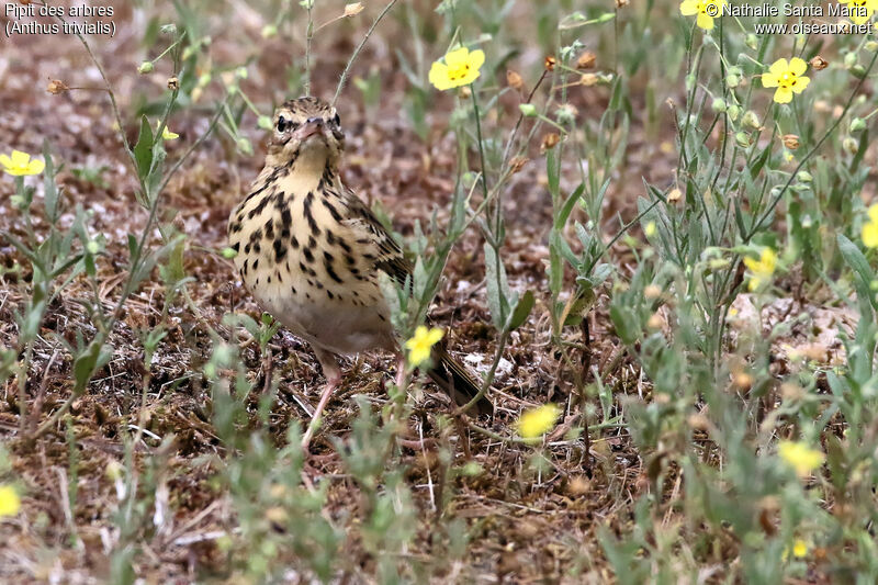 Pipit des arbresadulte, identification, habitat, marche, pêche/chasse