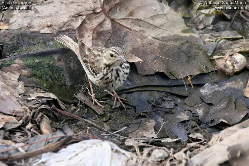 Tree Pipitadult, identification, habitat