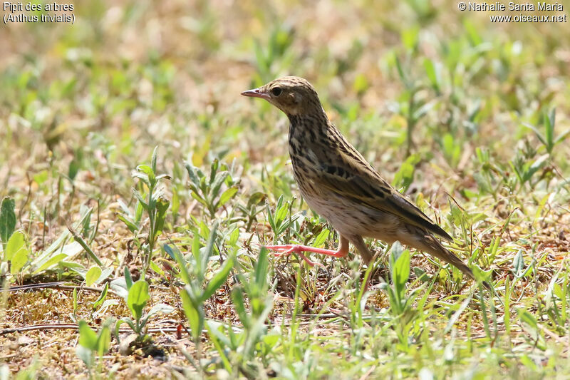 Tree Pipitadult, identification, habitat, walking