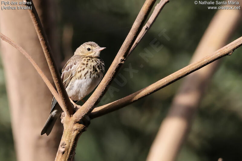 Pipit des arbresadulte, identification, habitat