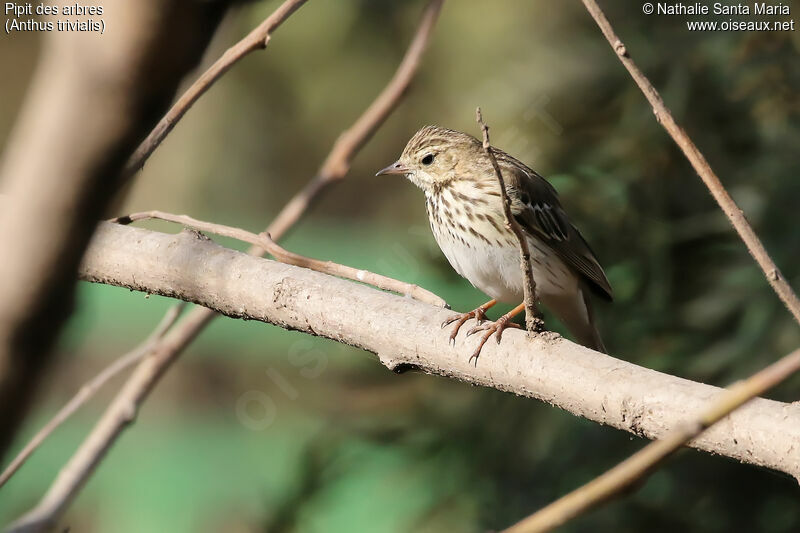 Tree Pipitadult, identification, habitat