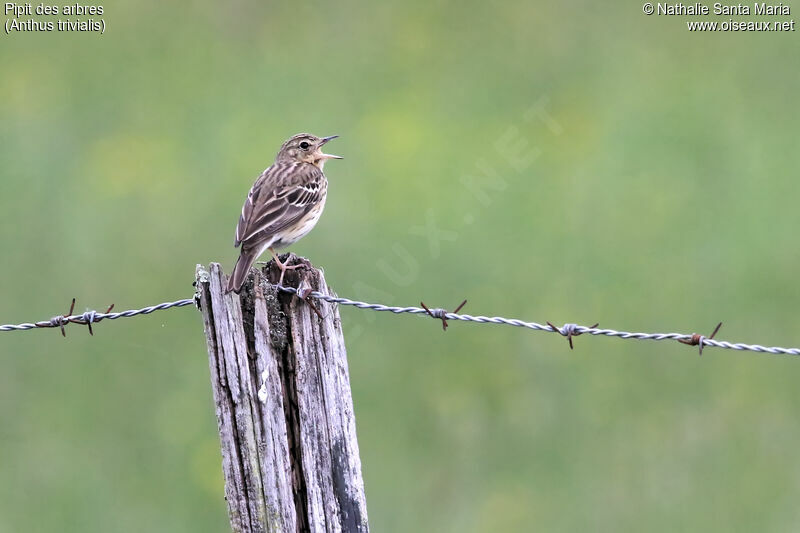 Pipit des arbres mâle adulte, identification, chant