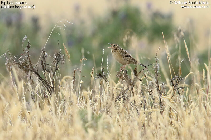 Pipit du paramo mâle adulte, identification, chant