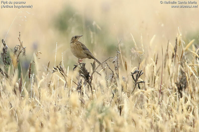 Paramo Pipit male adult, identification