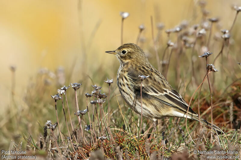 Meadow Pipitadult, identification