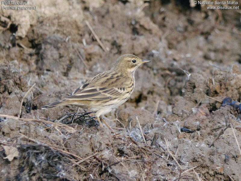 Pipit farlouseadulte, identification, marche, Comportement