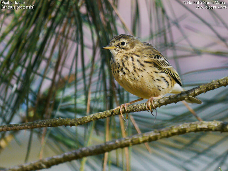 Pipit farlouseadulte, identification, Comportement