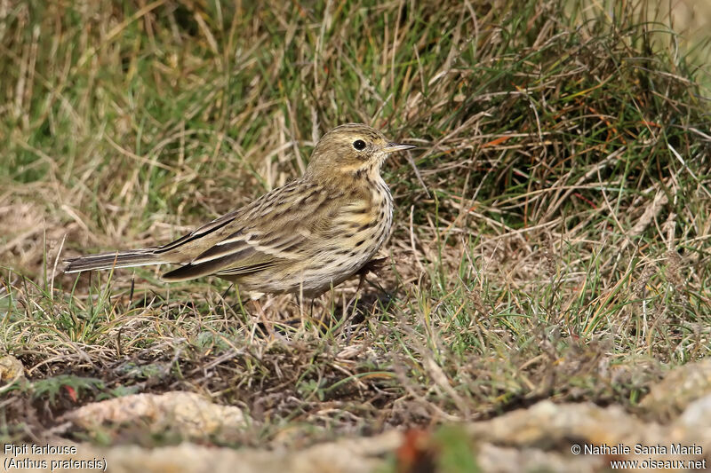 Pipit farlouseadulte, identification, marche