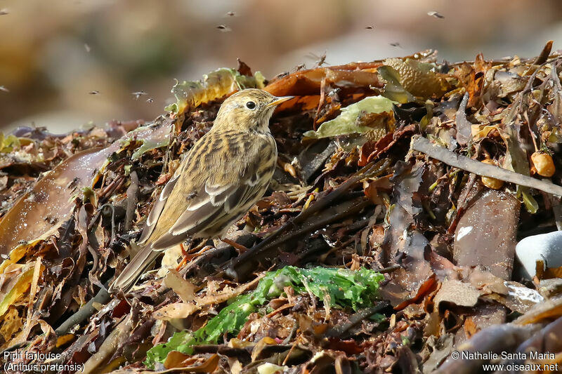 Pipit farlouseadulte, identification