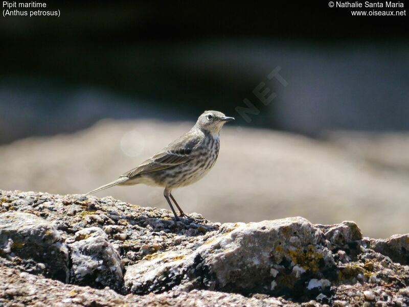 Pipit maritimeadulte, Comportement