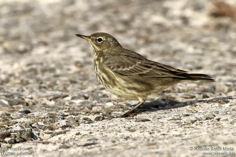 Pipit maritimeadulte internuptial, identification