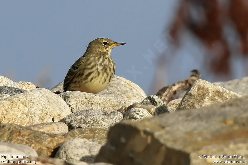 European Rock Pipitadult post breeding, identification