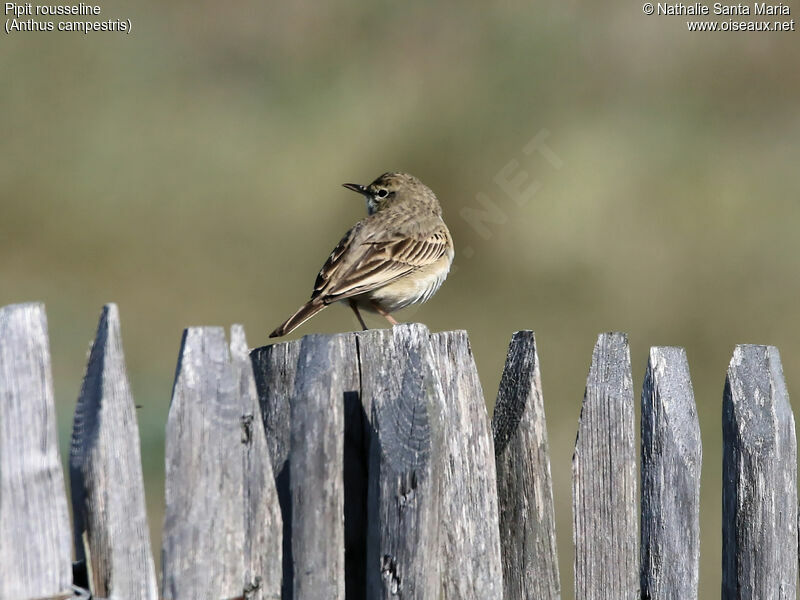 Pipit rousseline mâle adulte, identification, habitat, Comportement