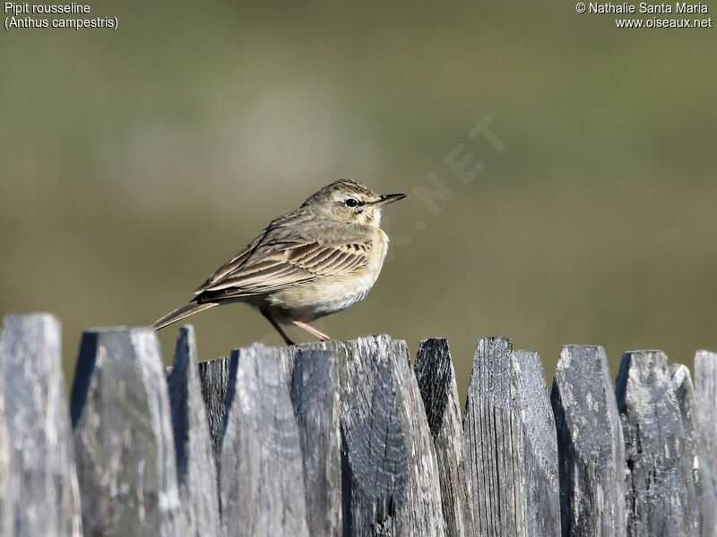 Tawny Pipit male adult, identification, habitat, Behaviour