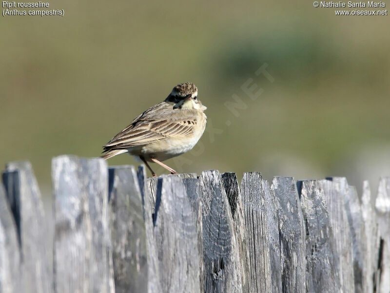 Pipit rousseline mâle adulte, identification, habitat, Comportement