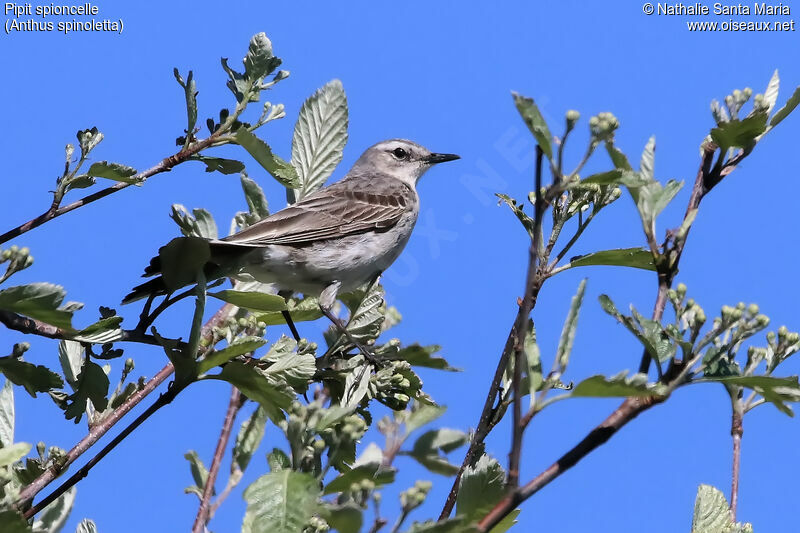 Pipit spioncelleadulte, habitat