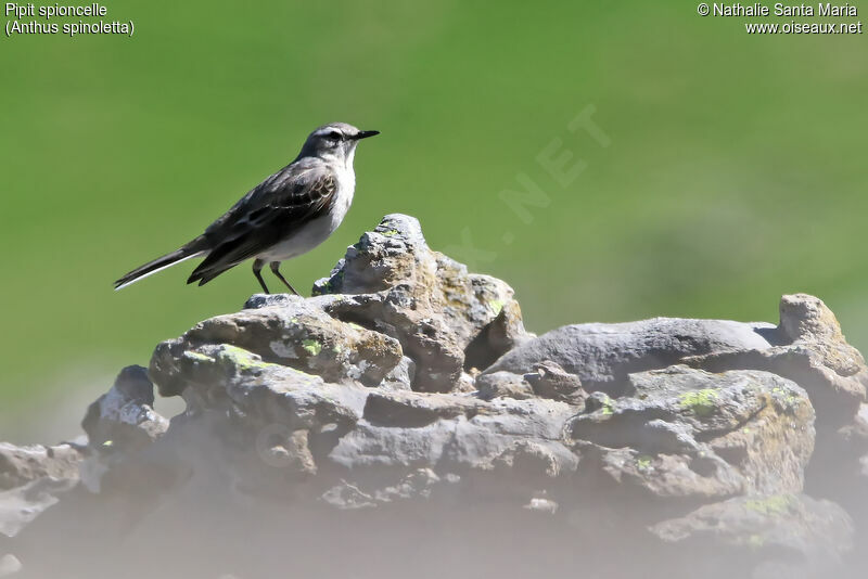 Pipit spioncelleadulte, habitat