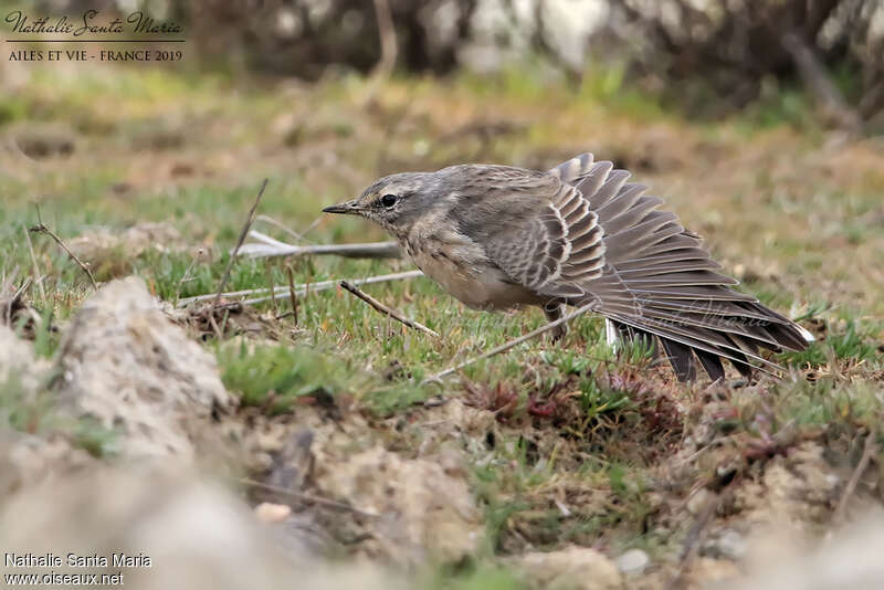 Pipit spioncelleadulte nuptial, composition, pigmentation