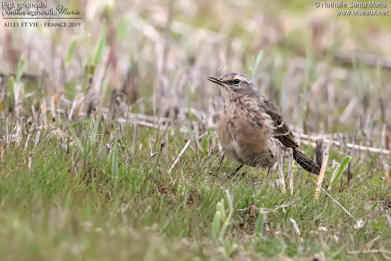 Pipit spioncelleadulte nuptial, identification, mange