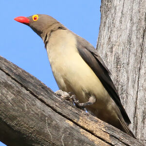 Piqueboeuf à bec rouge