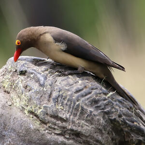 Piqueboeuf à bec rouge