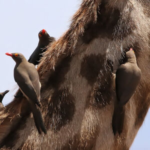 Piqueboeuf à bec rouge