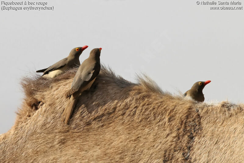 Red-billed Oxpeckeradult, identification