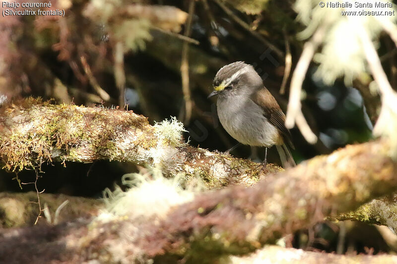 Pitajo couronnéadulte, identification