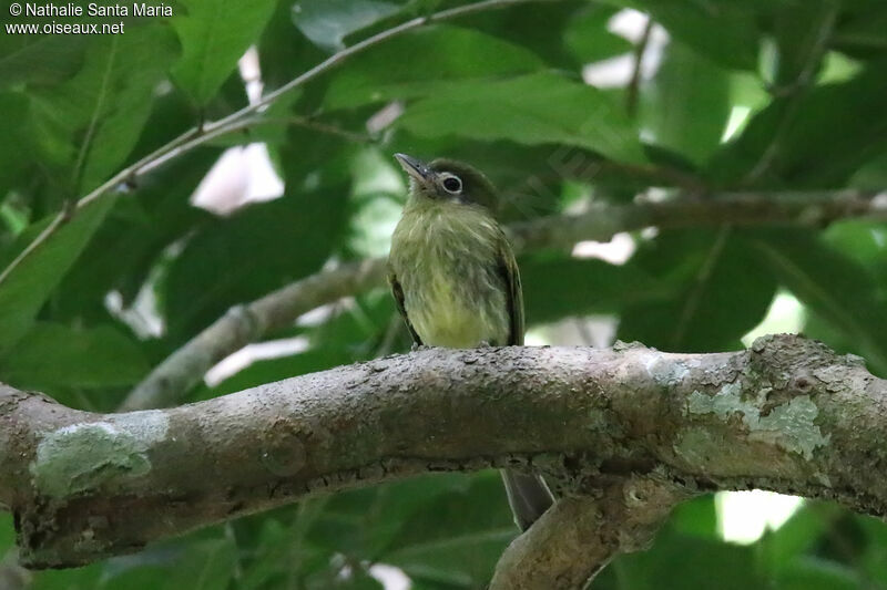 Eye-ringed Flatbilladult, identification