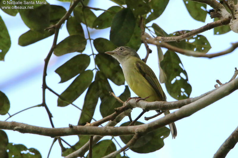 Platyrhynque jaune-oliveadulte, identification