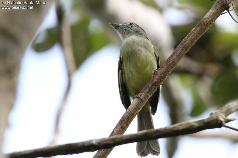 Platyrhynque jaune-oliveadulte, identification