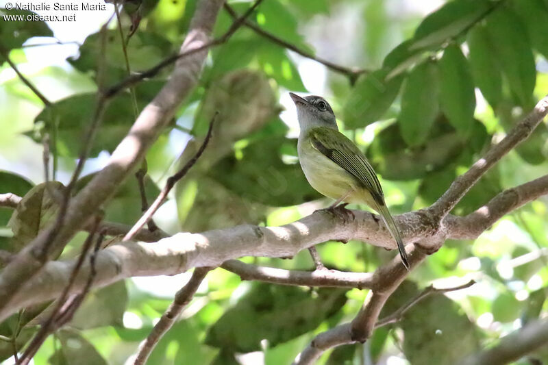 Platyrhynque jaune-oliveadulte, identification