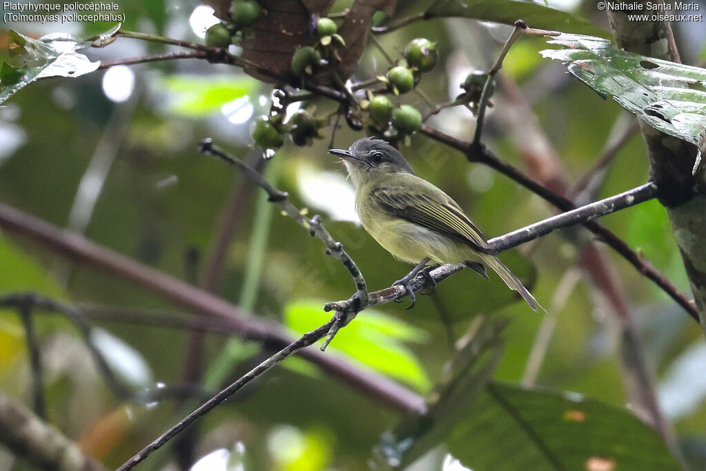 Platyrhynque poliocéphale