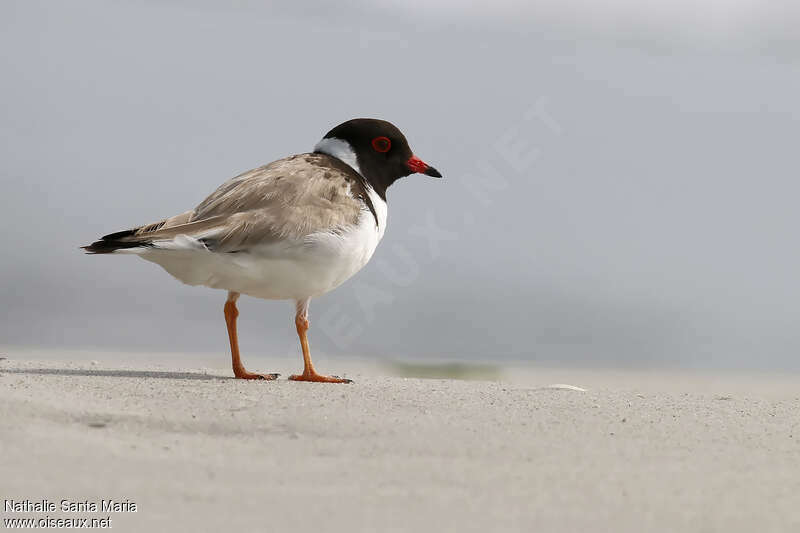 Hooded Ploveradult, identification