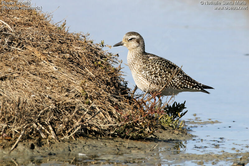 Grey Ploveradult post breeding, identification, Behaviour